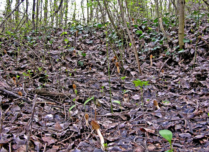 05 aprile 2007 Verpa bohemica.